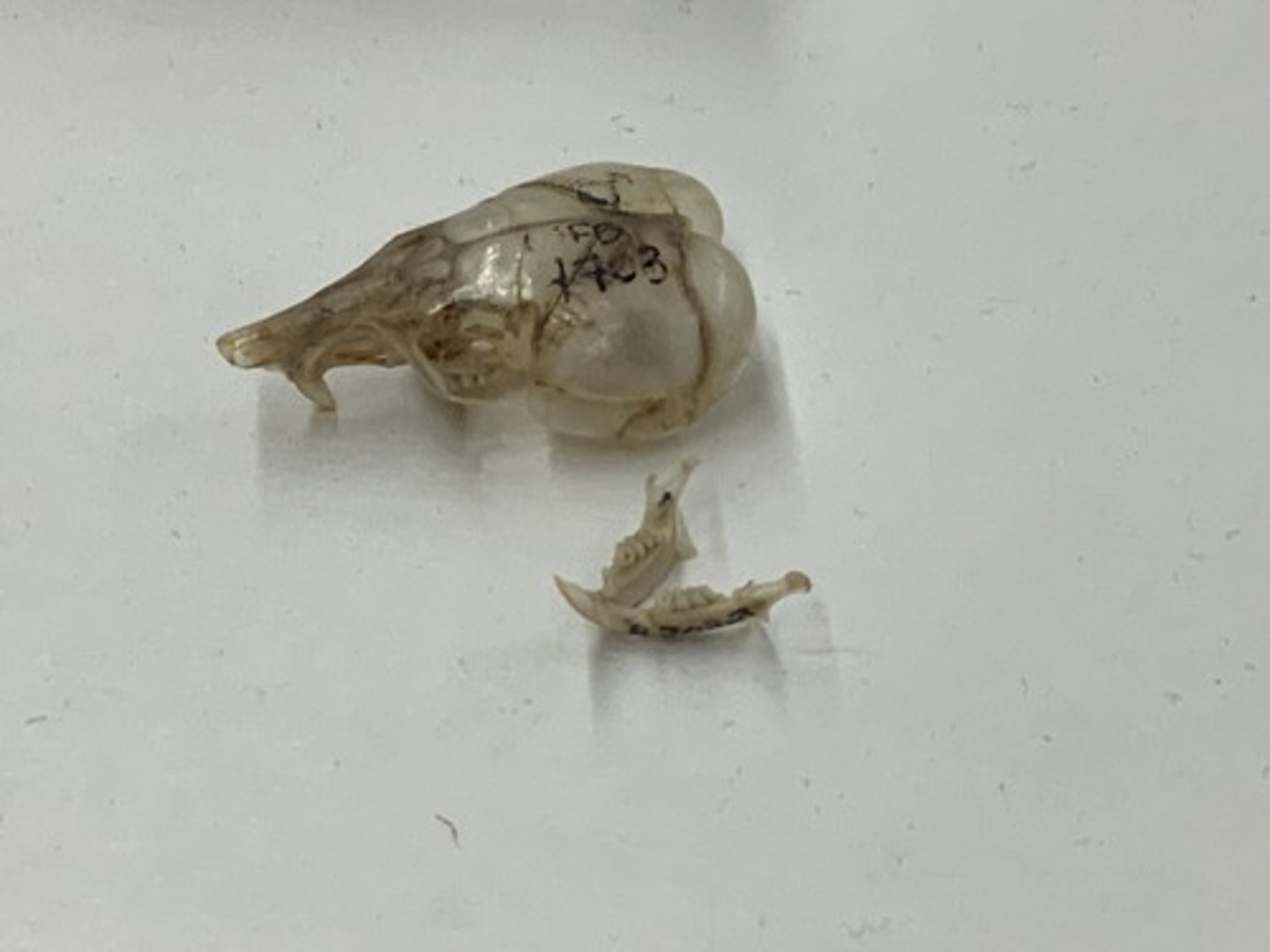 <p>Genus, species</p><p>-enlarged auditory bullae</p><p>-anterior portion of zygomatic arch less expanded</p>