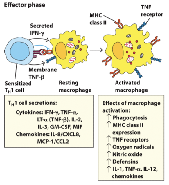 <p>induced by second exposure to sensitising Ag.</p><ul><li><p>induces production of TH1 inflammatory cytokines (IFNy, TNF-a, IL-2, IL-3 etc.) these rescue and help macrophage activation</p></li></ul><p></p>