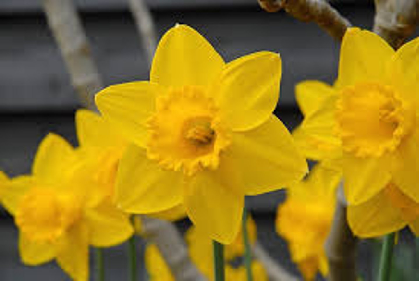 <p>daffodils (097, 202)</p>