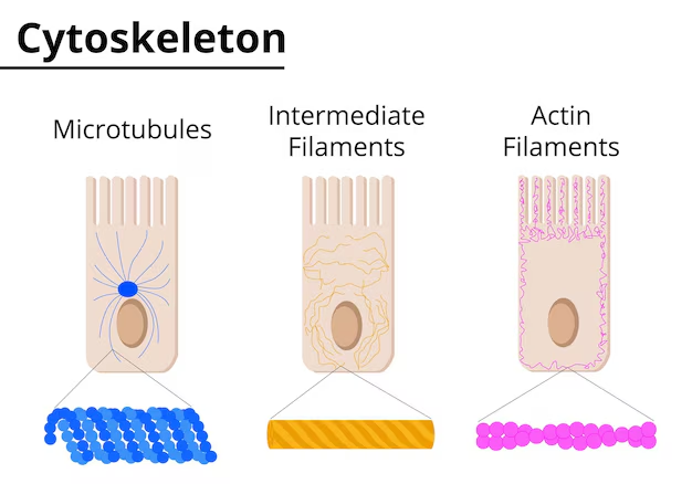 <p>3: </p><p>1) microfilamenten</p><p>2) microtubuli</p><p>3) intermediaire filamenten</p>