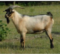 <p><span style="color: rgb(5, 5, 5);"><span>Origin: Hardy “brush” goat of</span></span><span style="color: rgb(5, 5, 5);"><br></span><span style="color: rgb(5, 5, 5);"><span>unknown ancestry, some</span></span><span style="color: rgb(5, 5, 5);"><br></span><span style="color: rgb(5, 5, 5);"><span>of which were likely</span></span><span style="color: rgb(5, 5, 5);"><br></span><span style="color: rgb(5, 5, 5);"><span>descendants of feral goats</span></span><span style="color: rgb(5, 5, 5);"><br></span><span style="color: rgb(5, 5, 5);"><span>introduced by Spanish explorers in the 1500s</span></span><span style="color: rgb(5, 5, 5);"><br></span><span style="color: rgb(5, 5, 5);"><span>Color: Multicolor</span></span><span style="color: rgb(5, 5, 5);"><br></span><span style="color: rgb(5, 5, 5);"><span>Ears: Medium ears</span></span><span style="color: rgb(5, 5, 5);"><br></span><span style="color: rgb(5, 5, 5);"><span>Horns: Horned</span></span><span style="color: rgb(5, 5, 5);"><br></span><span style="color: rgb(5, 5, 5);"><span>Traits: Meat production</span></span></p>