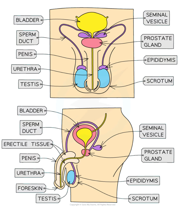 <p><strong><mark data-color="#0a1251" style="background-color: #0a1251; color: inherit">Sperm Duct =  </mark></strong>Transports sperm from the <strong>testes</strong> to the <strong>urethra</strong><br><br><strong><mark data-color="#0e1699" style="background-color: #0e1699; color: inherit">Testis </mark>= </strong>Produces sperm cells (male gametes) and testosterone, the hormone that regulates male characteristics<br></p><p><strong><mark data-color="#6d990e" style="background-color: #6d990e; color: inherit">Scrotum </mark>=</strong> A sac that holds the testes, and <strong>maintains a temperature slightly below body temperature</strong> to keep the sperm alive/surviving<br></p><p><strong><mark data-color="#ad1313" style="background-color: #ad1313; color: inherit">Prostate Gland &amp; Seminal vesicles </mark>= </strong>Produces semen, the fluid that nourishes and creates sperm<br></p><p><strong><mark data-color="#0e1699" style="background-color: #0e1699; color: inherit">Penis</mark> = </strong>Passes urine and semen out of the body and into the vagina during intercourse<br><br><strong><mark data-color="#6d990e" style="background-color: #6d990e; color: inherit">Urethra </mark>= </strong>Carries urine or semen out of the body; It is controlled by a muscular ring that prevents the urine + semen from mixing together<br><br><strong><mark data-color="#0e1699" style="background-color: #0e1699; color: inherit">Epididymis</mark> = </strong>Coiled tubes that store the sperm until ejaculation</p>