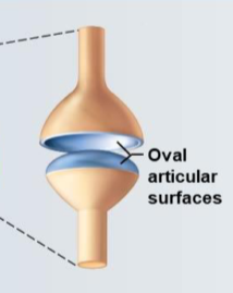 <p>Condylar joints</p>