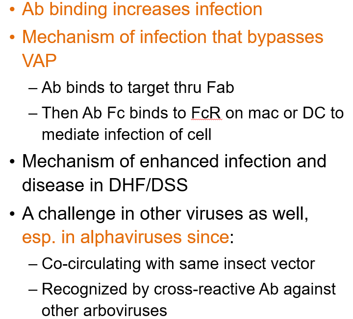 <p>What is <strong>Antibody-Dependent Enhancement?</strong></p>