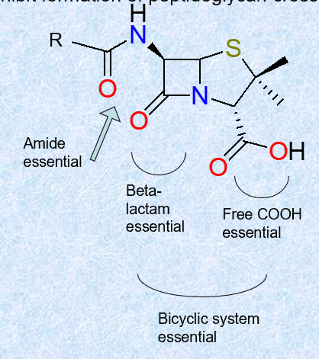 <p>- acyl chain: only location where variation can occur (R=benzyl: Penicillin G)</p><p>- strained beta-lactam - strain, resonance of amid is broken (far more reactive, can be attacked by many things)</p><p>- free COOH ionized – allows administration as Na+ or K+ salt</p><p>- acylamino chain essential</p><p>- sulfur is usual but not essential</p>