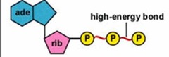 in high energy phosphate bonds