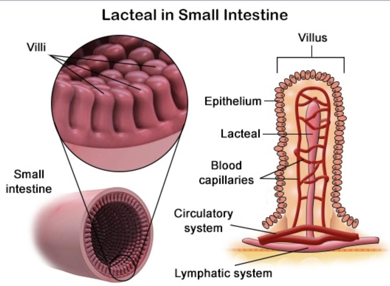 <p>Connects to the digestive system and used to absorb lipids and lymphatic fluids. loc. large intestines</p>