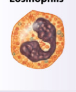 <p>What is the function of eosinophils?</p>