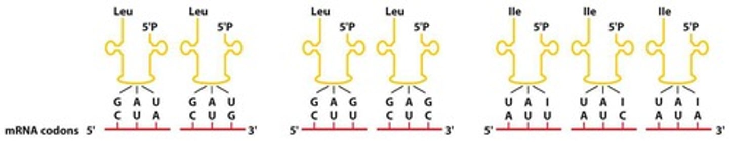 <p>A stretch of three sequential nucleotides resides in tRNA, which decodes codon information by forming complementary base pairs between codons on the mRNA transcript.</p>