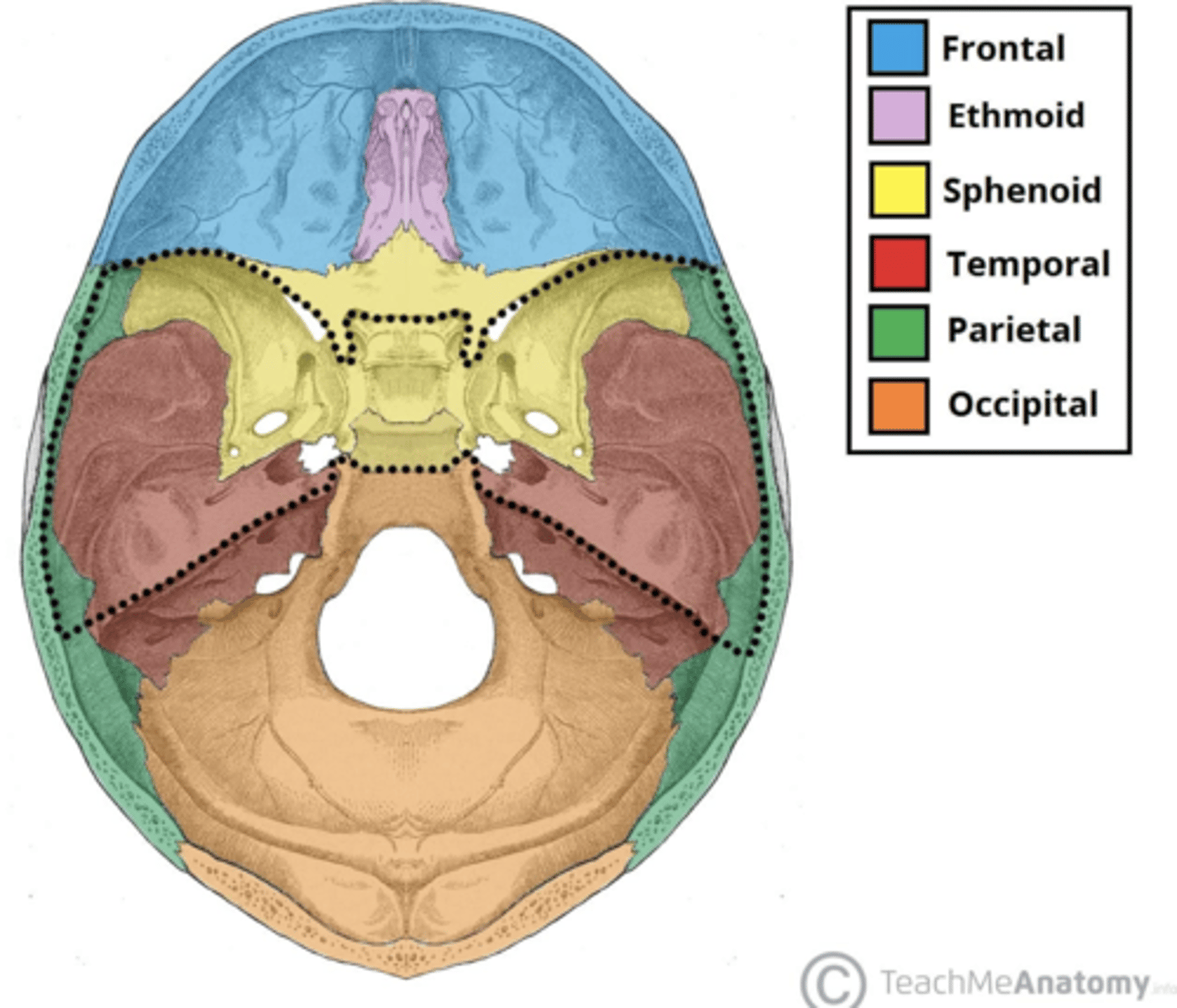 <p>Sphenoid</p>