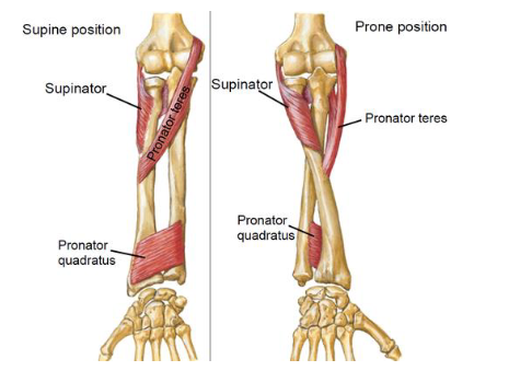 <p><strong>Origin</strong>: distal 1/4 of anterior surface of ulna</p><p><strong>Insertion</strong>: distal 1/4 of anterior surface of radius</p><p><strong>Action</strong>: pronates forearm</p>