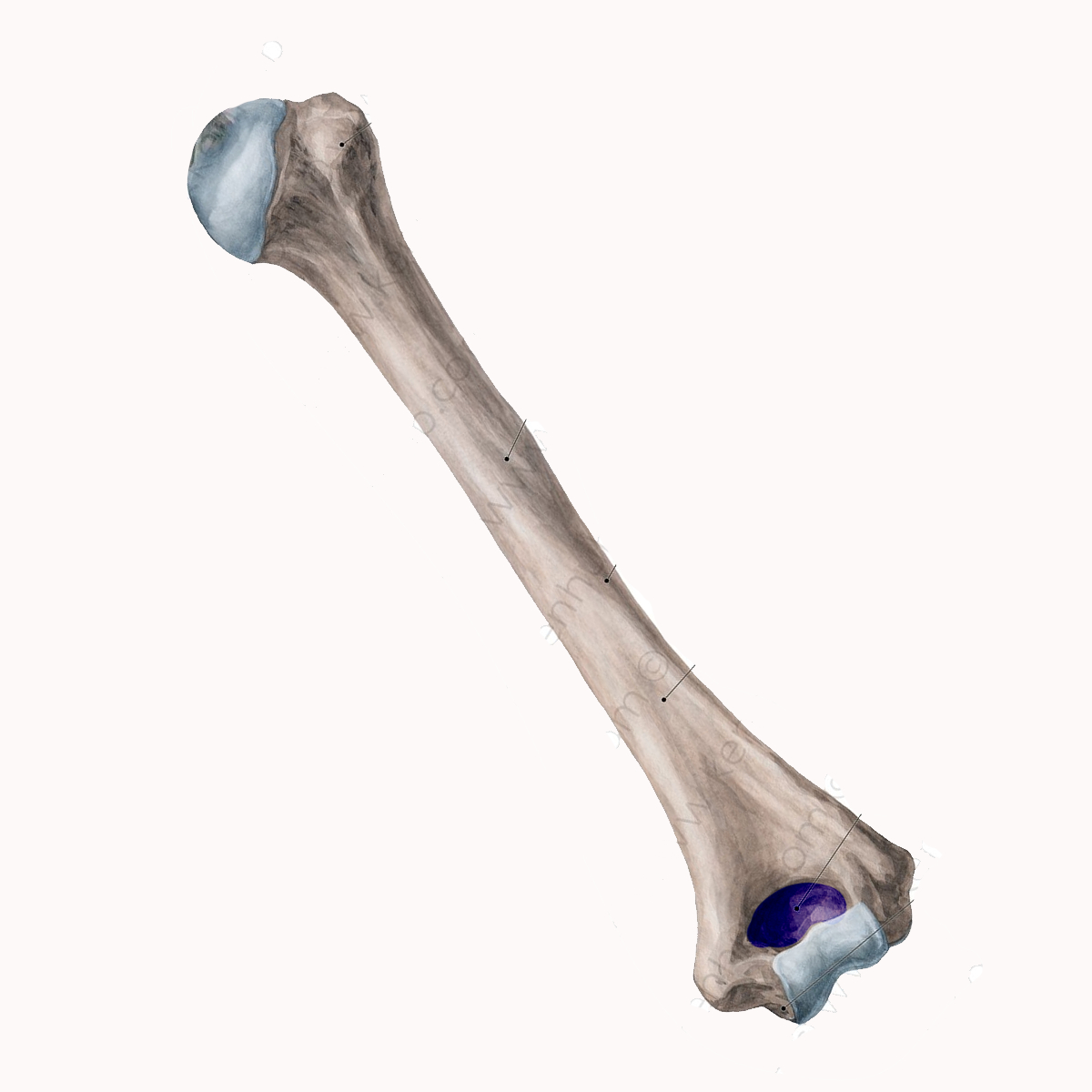 <p>Name the highlighted portion of the humerus</p>