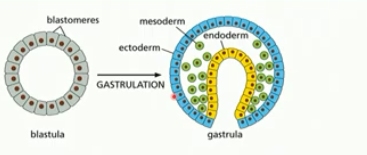 <ul><li><p>change from ball of cells to embryo with a gut and 3 germ layers (eg. ectoderm, mesoderm, endoderm)</p></li></ul><ul><li><p>formation of the gut tube (yellow) eventually forms the digestive tract</p></li><li><p>blastula folds in on itself</p></li><li><p>cell types begin to emerge</p></li></ul><p>partial differentiation</p>