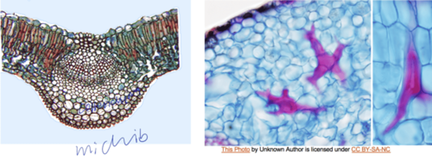 <p>4 supporting tissues of the leaf</p>