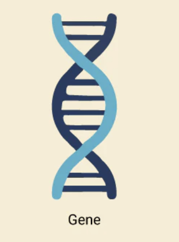 <p>A section of DNA that determines a specific trait.</p>