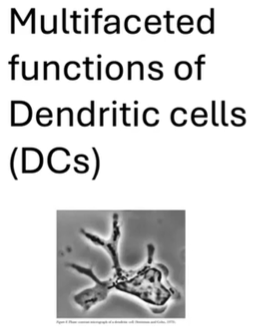 <ul><li><p><strong>Dendritic cells (DCs)</strong> start in <strong>tissues</strong>, capturing <strong>antigens</strong>.</p></li><li><p>Travel to <strong>lymph nodes</strong> to primarily <strong>activate T cells</strong> and aid in generating new T cell types.</p></li><li><p><strong>Main role</strong>: <strong>T cell activation</strong>, but they also influence other tissue cells (e.g., <strong>fibroblasts</strong> and <strong>neurons</strong>), shaping the <strong>tissue environment</strong>.</p></li><li><p>Form <strong>synapses with NK cells</strong> and interact with other <strong>innate immune cells</strong> through <strong>cytokine secretion</strong>.</p></li><li><p>Central to <strong>coordinating immune responses</strong> across various cell types.</p><p></p></li></ul><p></p>
