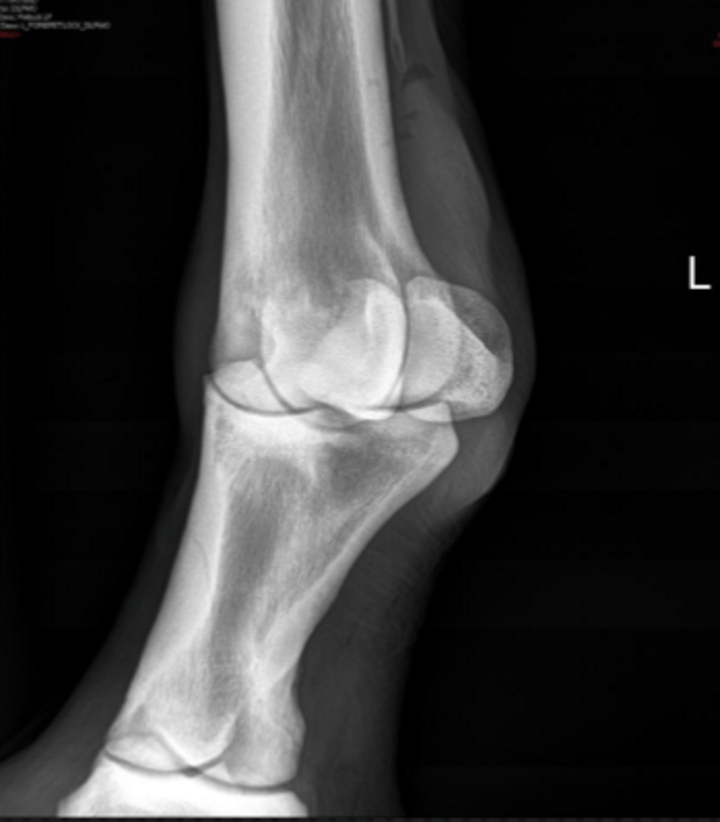 <p>Name the view and the anatomical region within the radiograph</p>
