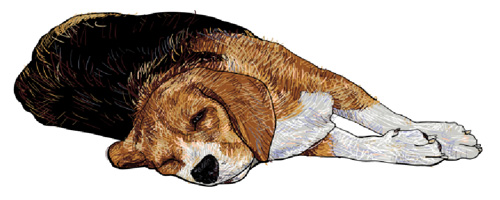 <p>The illustration is an example of a dog in which of the following positions?</p>