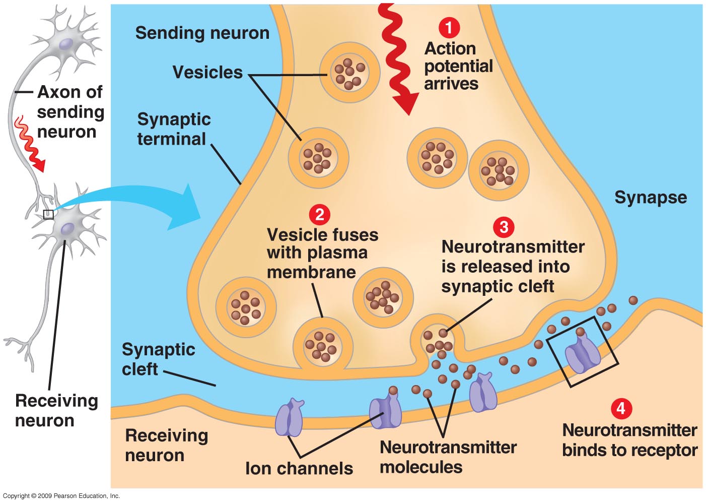 <ol><li><p>Action potential arrives at the axon terminal.</p></li><li><p>Voltage-gated Ca<sup>2+</sup> open and Ca<sup>2+</sup> enters the axon terminal.</p></li><li><p>Ca<sup>2+</sup> entry causes neurotransmitter containing synaptic vesicles to release their contents via exocytosis.</p></li><li><p>Neurotransmitter diffuses across the synaptic cleft and binds to specific receptors on the postsynaptic membrane, releasing a neurotransmission.</p></li></ol><p></p>