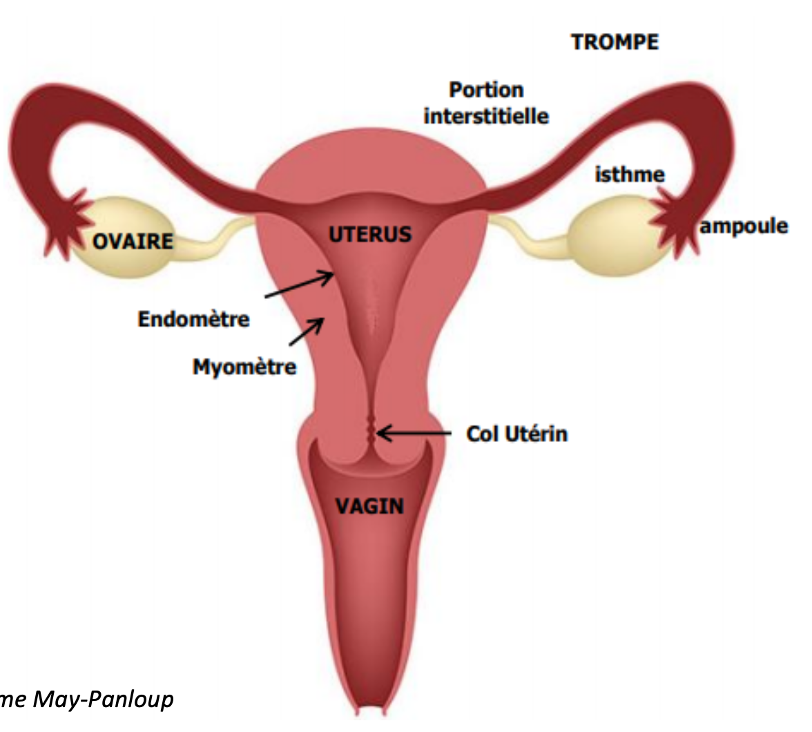 <p>L’utérus : def</p>