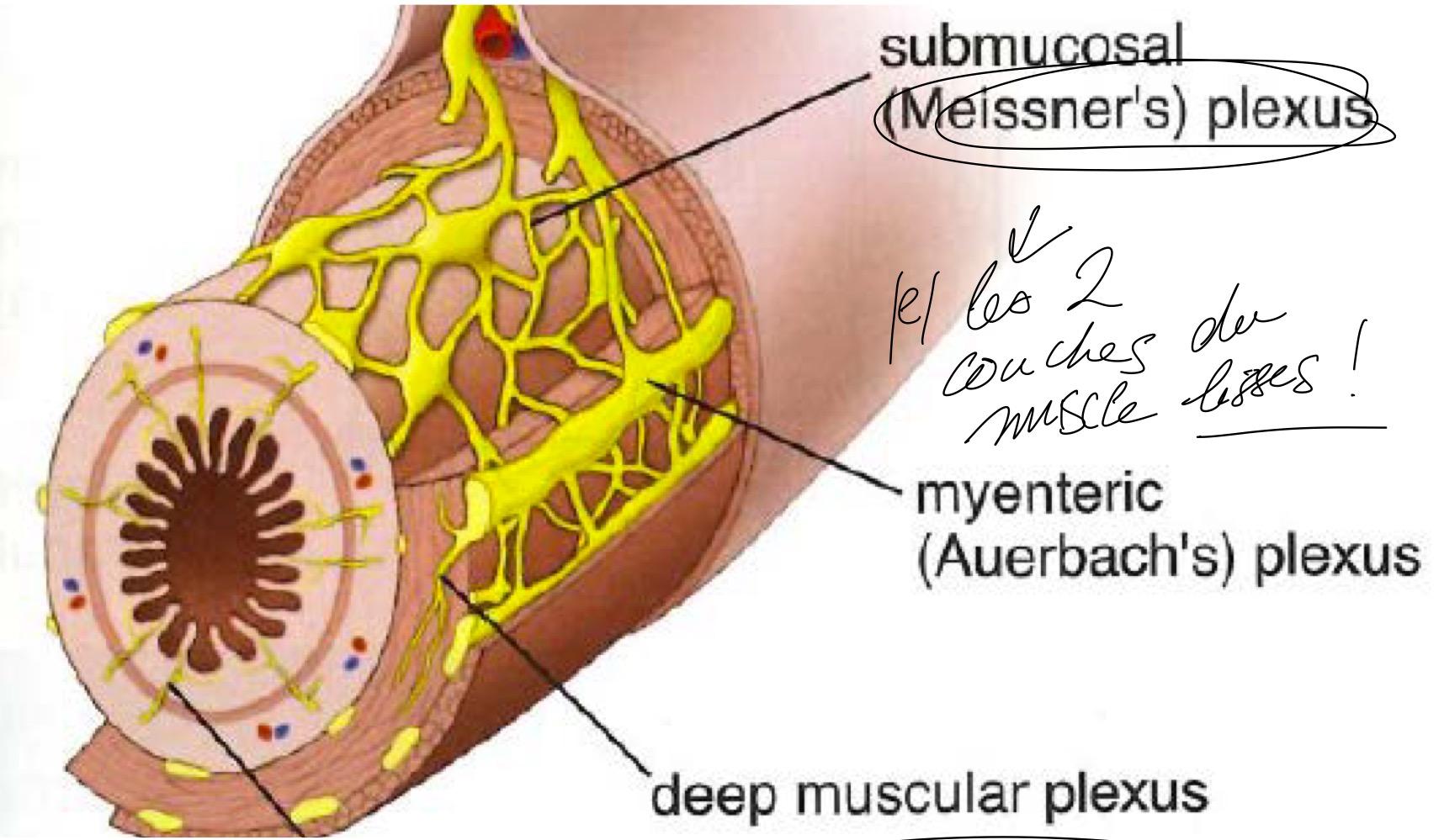 <p>Les ganglions peuvent être reliés par un réseau de petits nerfs</p><p>ex.: le plexus d’Auerbach, entre les deux couches de muscle de la musculeuse du tube digestif</p>
