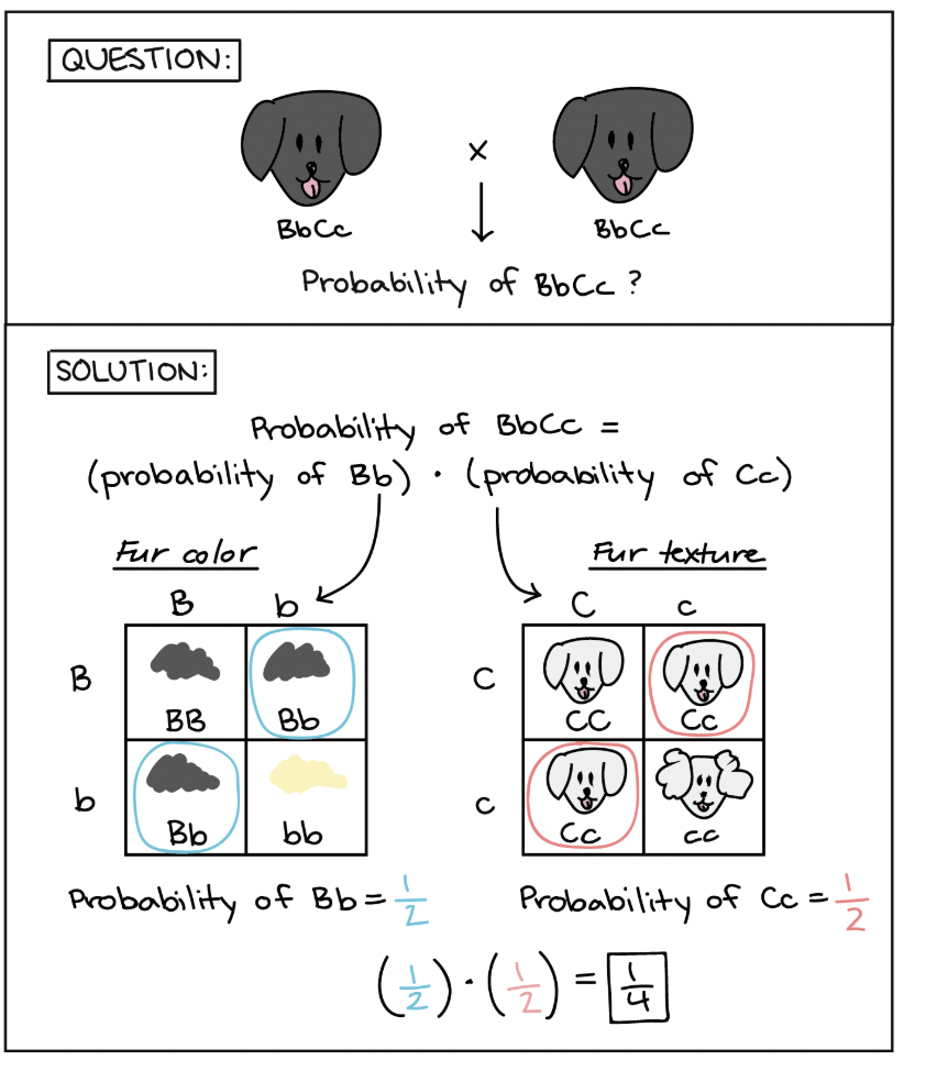 <p><span style="background-color: transparent; font-family: "Proxima Nova", sans-serif;"><strong><span>Probability that 2 coins tossed at the same time will land heads up: ½ x ½ = ¼</span></strong></span></p><p><span style="background-color: transparent; font-family: "Proxima Nova", sans-serif;"><strong><span>Probability of Pp x Pp having offspring pp: ½ x ½ = ¼</span></strong></span></p>