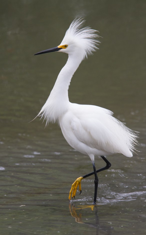 <p>Snowy Egret</p><p>Egretta thula</p><p>Ardeidae</p><p>Pelecaniformes</p><p>SNEG</p>
