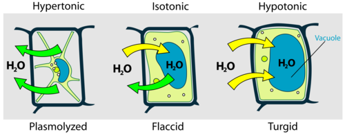 Hypertonic solutions are solutions that have more solutes than the cell. *Water will move out of the cell* and as a result the cell will shrivel (animal) or plasmolyze (plant).