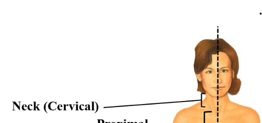 <p>cervical</p>