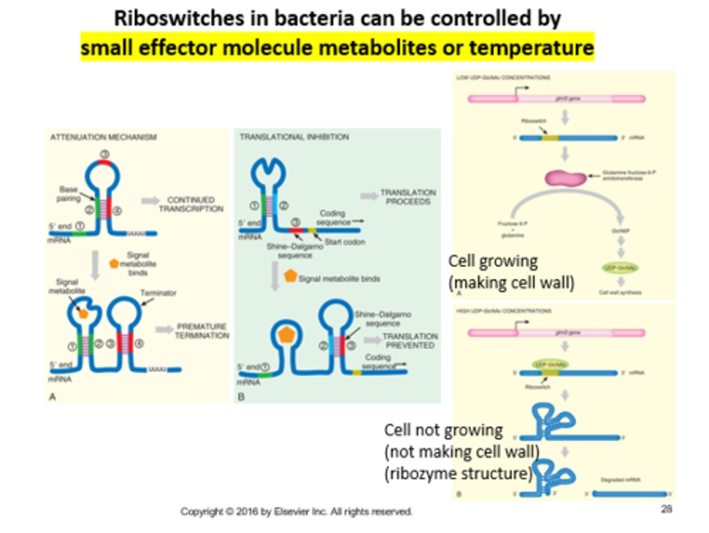 <p>Regulation of transcription, translation, or splicing of attached molecule, by small effector molecule metabolites or temperature. All organisms, but rare in eukaryotes, common in bacteria.</p>