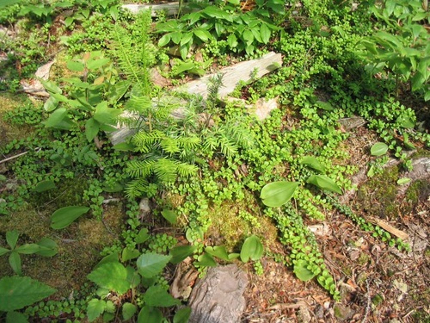 <p>the top layer of the surface containing inorganic solids, decaying organic matter, and living organisms</p>