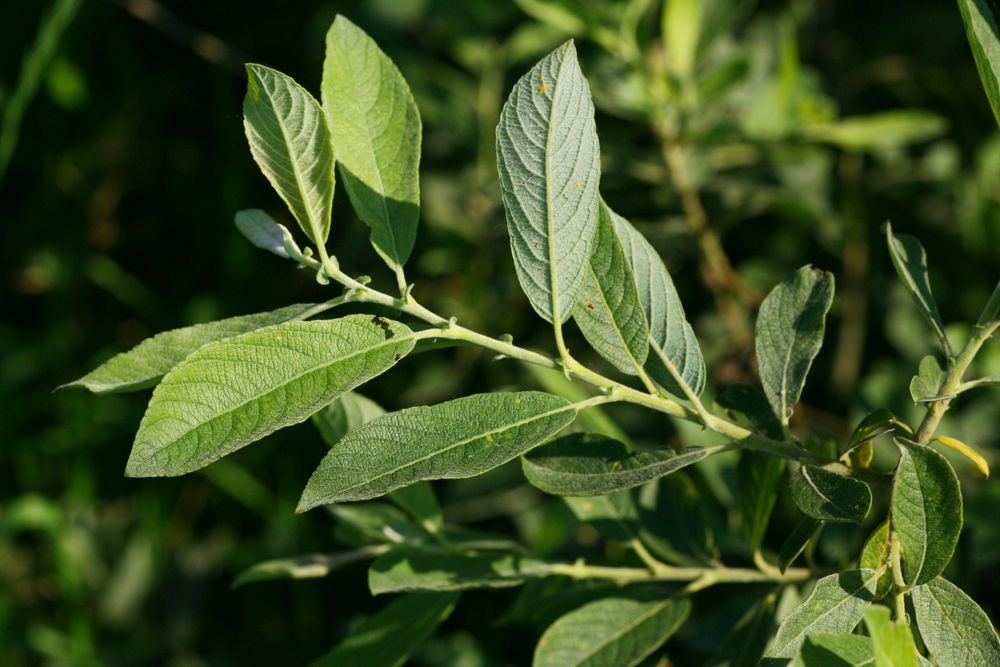 <p>Salix cinerea</p>