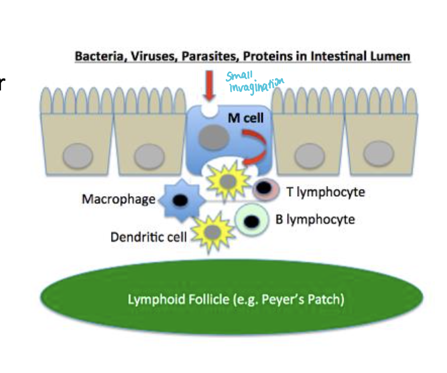 What are M cells specialised for? 