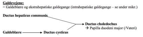 *Ductus cysticus*:
- S-formet (til venstre, bagud og til venstre)
- Ca. 4 cm lang, Ø 2-3 mm
- Slimhinde foldet i plicae spiralis (talrige, halvmåneformede)

*Ductus hepaticus communis:*
- fra sammenløb af ductus hepaticus dxt. og ductus hepaticus sin. i porta hepatis
- løber gennem omentum minus = fortil/til højre i lig. hepatoduodenale
- Ca. 4 cm lang, Ø 4-5 mm
- Tæt relation til a. hepatica propria til venstre, v.portae bagtil

*Ductus choledochus:*
- fra sammenløb af ductus cysticus og ductus hepaticus comm.
- nedad, bagud og til højre -> Papilla duodeni major/Vateri
- ca. 8 cm, Ø 4-5 mm

Opdeles i 4 afsnit - efter relationer:
1. Pars supraduodenalis - i lig. hepatoduodenale (foran v. portae, til højre for a. hepatica)
2. Pars retroduodenalis
3. Pars pancreaticus - indlejret i caput pancreatic (/på dennes bagside)
4. Pars intramuralis - -> 2cm skråt gennem duodenalvæg i plicae longitudinalis i slimhinden.