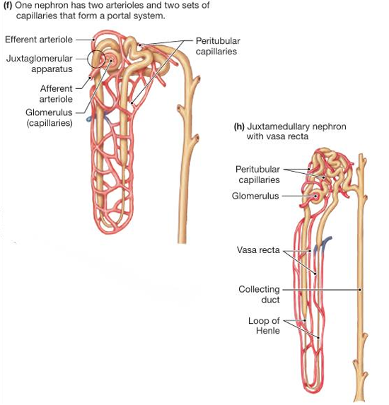 <p>blood flows:</p><ol><li><p>from renal arteries into an afferent arteriole</p></li><li><p>from the afferent arteriole it goes into the glomerulus(1st capillary bed).</p></li><li><p>blood leaving the glomerulus flows into an efferent arteriole.</p></li><li><p>then into the peritubular capillaries(2nd capillary bed) that surrounds the tubule.</p></li><li><p>peritubular capillaries converge to form venules and small veins, sending blood out of the kidney through the renal vein.</p></li></ol><p></p>