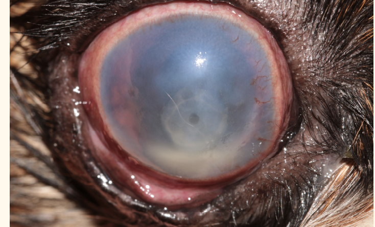 <p>common cause of corneal opacities: cellular infiltrate. can be secondary to </p>