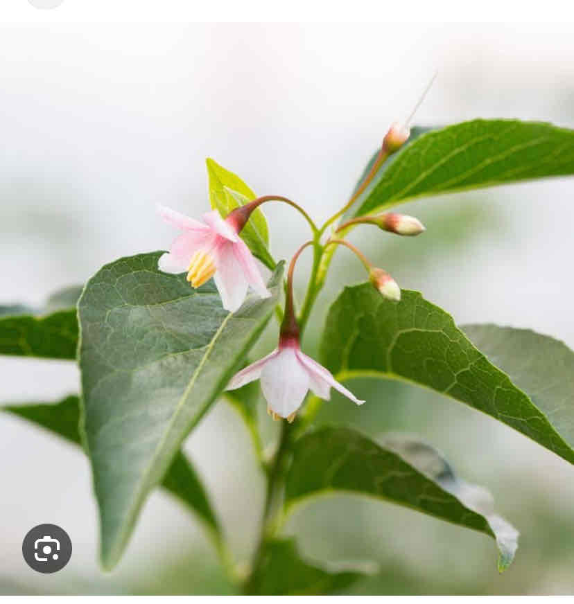 <p>Styrax japonicus, Japanese snowbell, Styraceae</p>