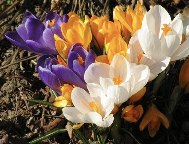 <p>Name This Flower</p>