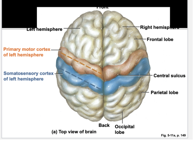 <ul><li><p><span style="line-height: 22.0875px;">Located in posterior portion of frontal lobes, just in front of central sulcus &nbsp;</span></p></li><li><p><span style="line-height: 22.0875px;">Controls voluntary movement by skeletal muscles &nbsp;</span></p></li><li><p><span style="line-height: 22.0875px;">Motor cortex on each side of the brain primarily controls muscles on the opposite side of body &nbsp;</span></p></li></ul><p></p>