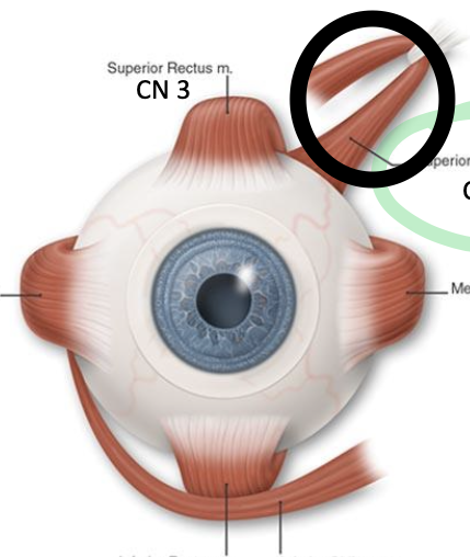 <p>what does the circled structure?</p>