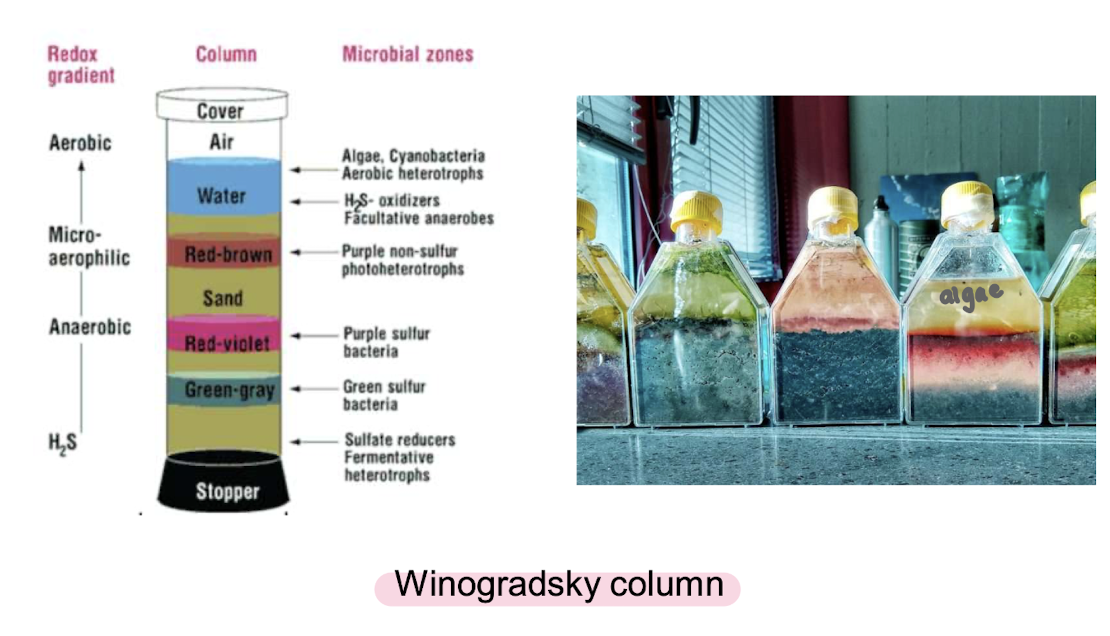 <p>Used to study the interactions of microbes, simulating natural sediment environments , <strong>particularly those involved in sulfur and nitrogen cycles,</strong> </p><p><span>Enriches microbes by creating natural vertical gradients of oxygen, light, and nutrients that<strong> allow different aerobic and anaerobic bacteria to grow in zones suited to their metabolic needs.</strong></span></p>