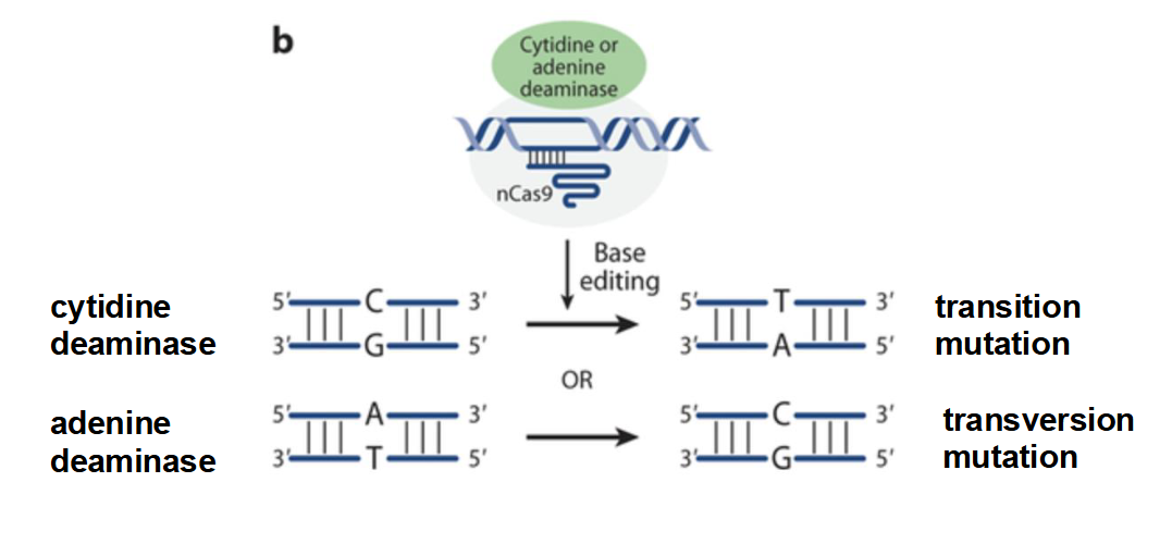 <p>An endonuclease that has been modified so that it lacks endonuclease ability and cannot cut DNA</p><ul><li><p>Fuses to <u>cytidine deaminase</u> (causes a transition mutation) or <u>adenine deaminase</u> (causes a transversion mutation)&nbsp;&nbsp;</p></li></ul><p></p>