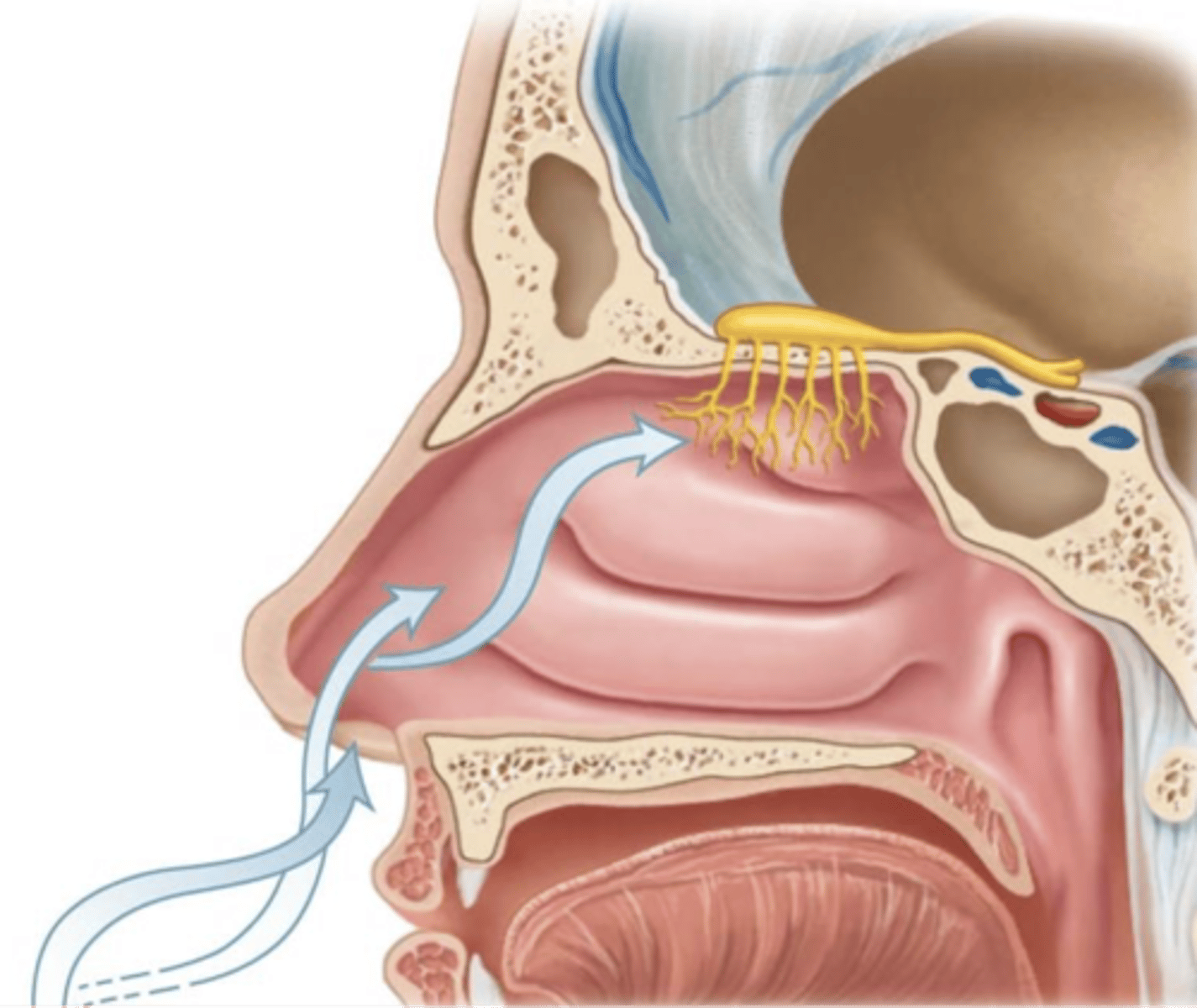 <p>volatile chemicals that bind to receptor proteins in olfactory neurons to stimulate the sense of smell</p>