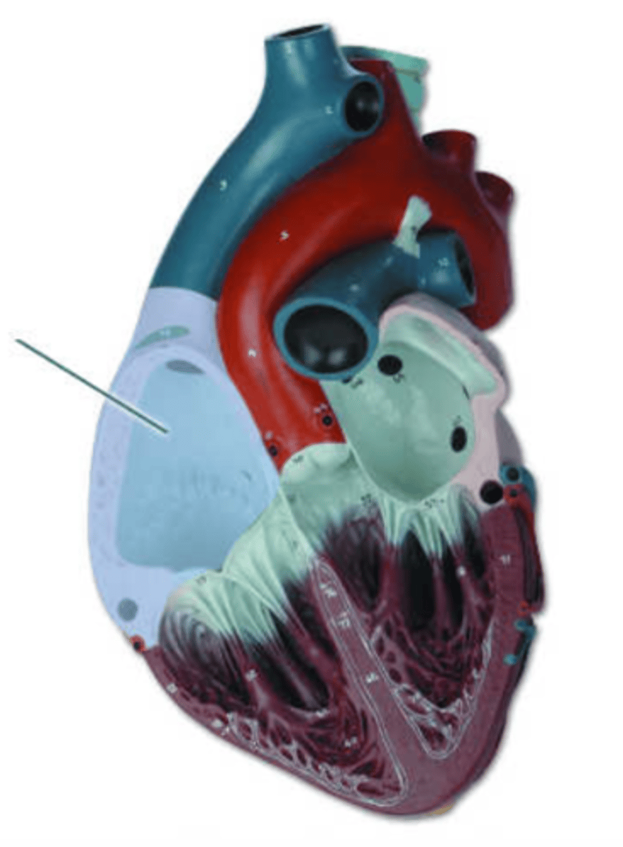 <p>right atrium</p>
