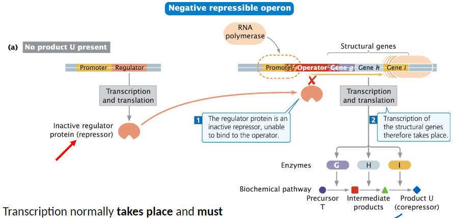 <p><strong>General Function</strong><br>āTranscription normally takes place and must be turned off</p><p><strong>Regulator Protein</strong><br>āRegulator is a repressor, similar to negative inducible operons<br>āRepressor is inactive in the absence of a co-factor<br>āUnable to bind to the operator or promoter/operator complex</p><p><strong>Transcription</strong><br>āStructural genes are transcribed until the repressor is activated by a co-factor<br>āInactive repressor allows transcription to proceed</p>