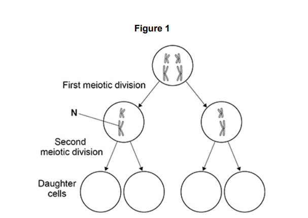 <p><strong>Figure 1 </strong>represents a cell undergoing meiosis. It shows the chromosomes in the</p><p>parent cell and in the two cells formed after the first meiotic division.</p><p>The second division of meiosis proceeds normally except that non-disjunction</p><p>occurs in the chromosome labelled <strong>N</strong>. </p><p>Complete <strong>Figure 1 </strong>to show the chromosomes inside the daughter cells formed after the second meiotic division. (2)</p>