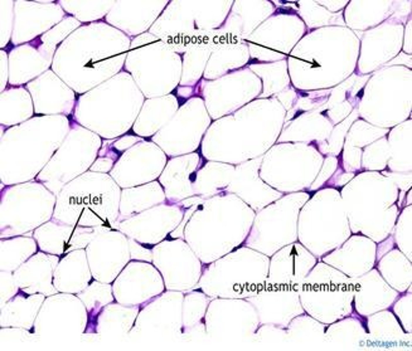 <p>Energy storage and insulation.</p>