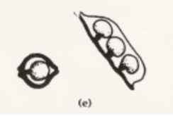 <p>Marginal placentation</p>