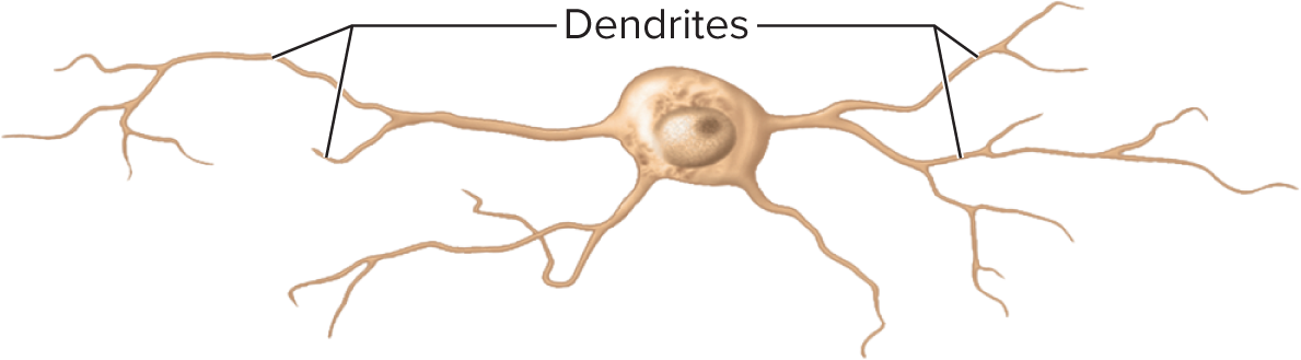 <p>Axon neurons have multiple </p>