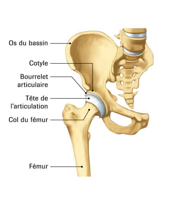 <p>L’articulation coxo-fémorale</p>